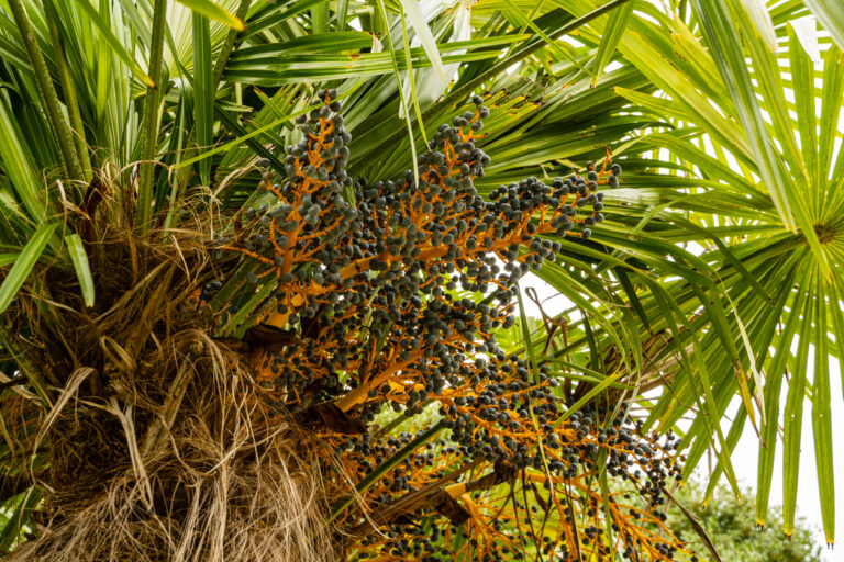 Essbare Früchte der Hanfpalme So trägt der Baum viele Früchte