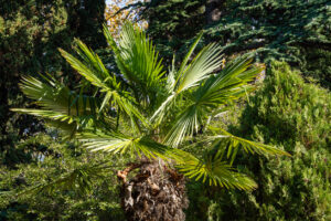 Braune Blätter an der Hanfpalme - Ursachen und Lösungen