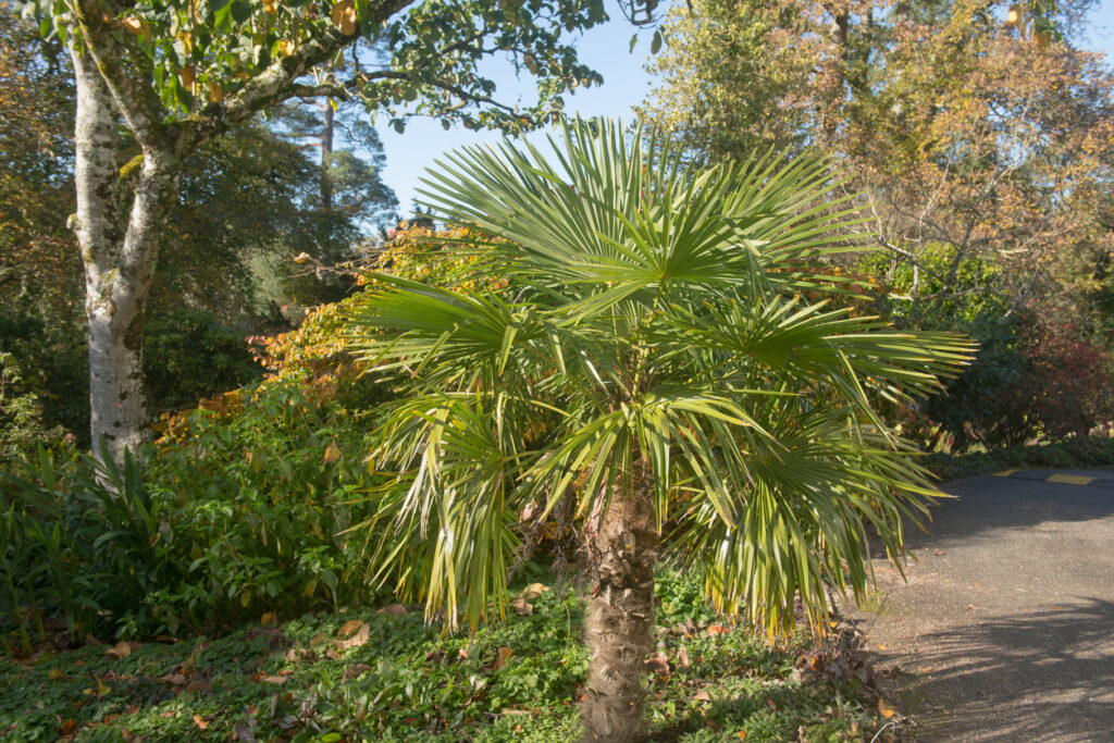 Hanfpalme überwintern So schützen Sie Ihre Palme