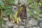 johannisbrotbaum-frucht