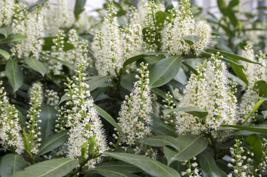 Die Blüte am Kirschlorbeer Das sind ihre Merkmale