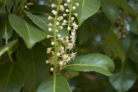 kirschlorbeer-bonsai