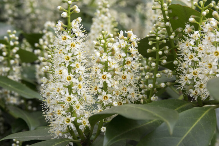 Falscher Mehltau am Kirschlorbeer Tipps zur Bekämpfung