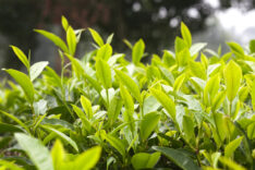 Höhe des Kirschlorbeer Wie groß kann die Pflanze werden?