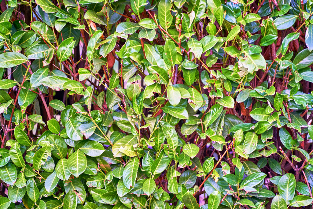 Flieder kombinieren So setzen sie ihn im Garten wirkungsvoll ein
