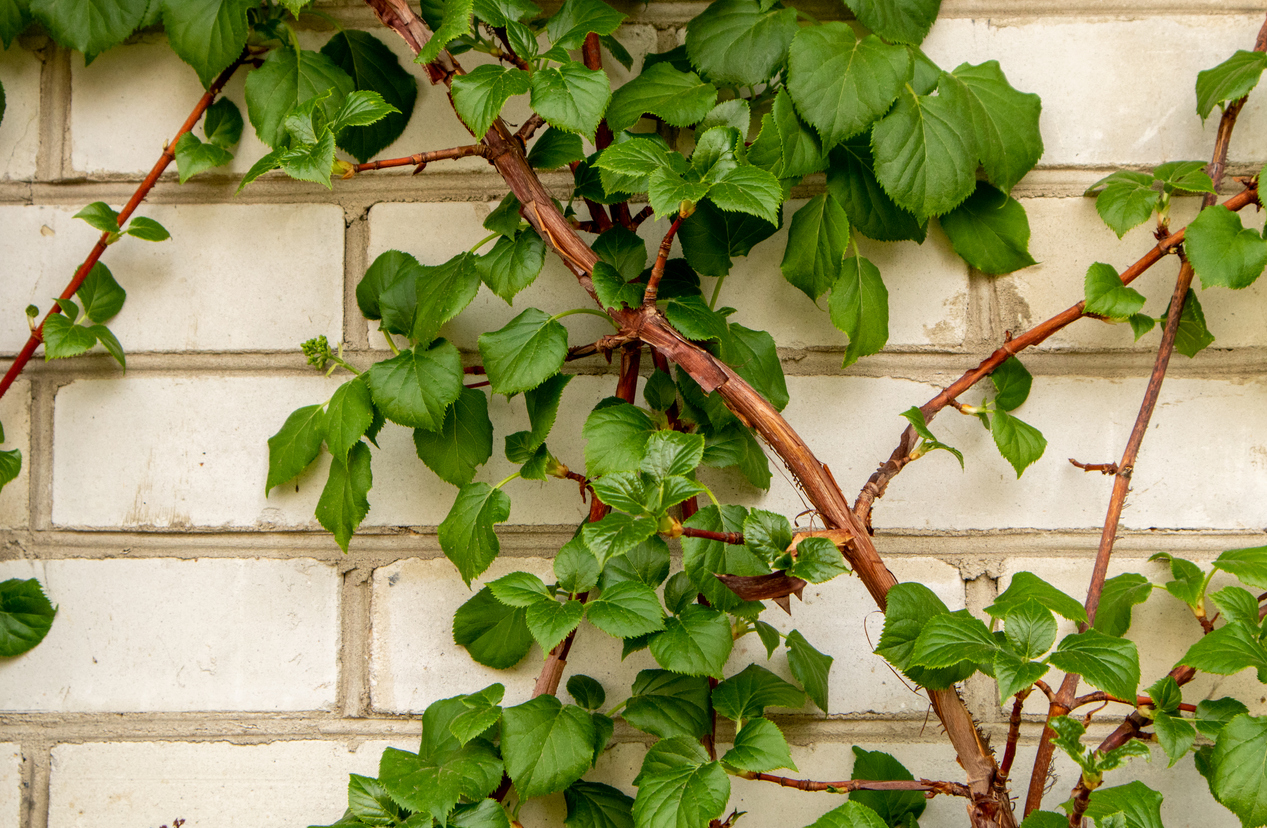 Kletterhortensie im Winter - Tipps für die kalte Jahreszeit