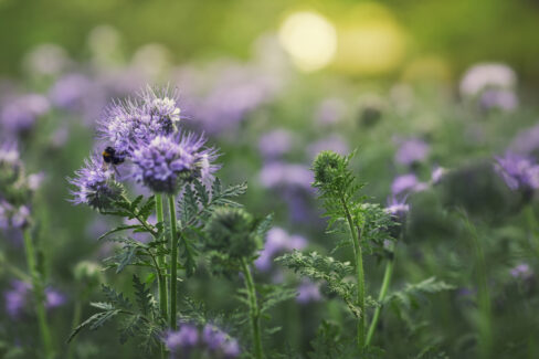 phacelia-bluetezeit