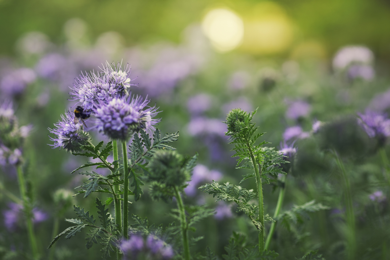 Saatgut der Phacelia aussäen - So funktioniert's