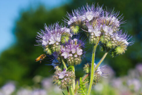 phacelia-keimdauer