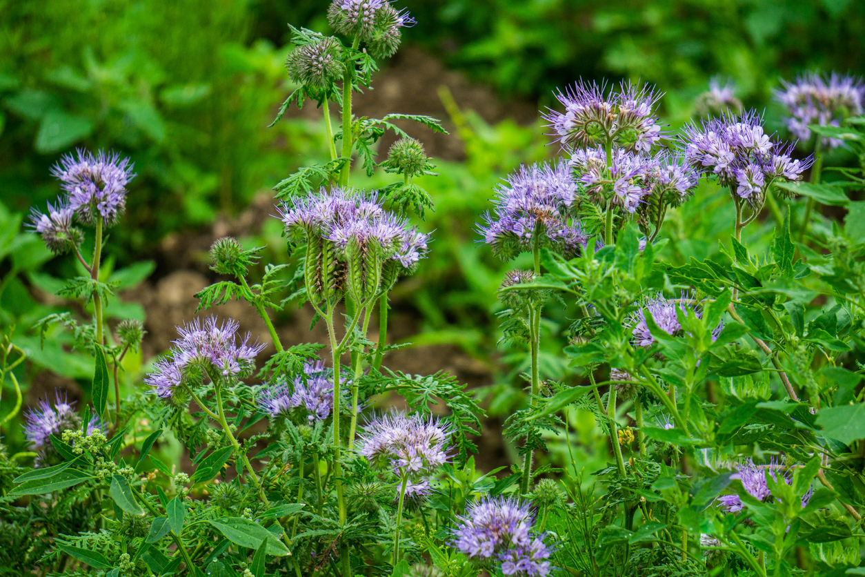 Saatgut der Phacelia aussäen So funktioniert's