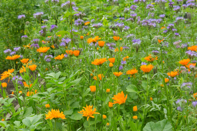 Phacelia säen So machen Sie es richtig