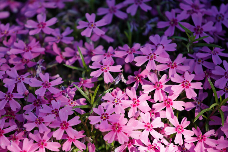 Phlox als Bodendecker pflanzen So gelingt es Ihnen