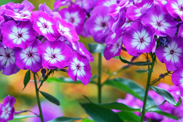 Ist Phlox winterhart? Tipps für die kalte Jahreszeit