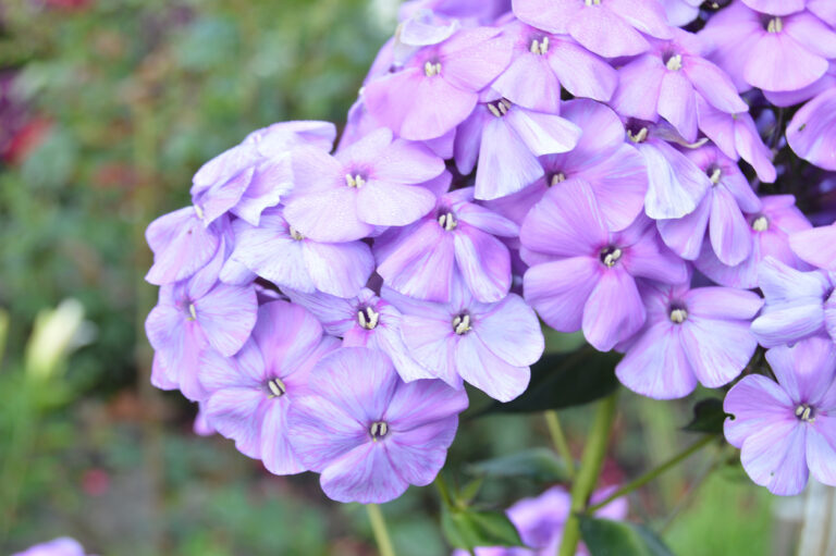Ist Phlox winterhart? Tipps für die kalte Jahreszeit
