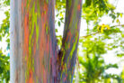 regenbogen-eukalyptus-anzucht