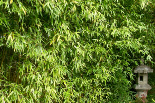 gemse saatgut set BIO-Saatgut-Set "Gartengemse"