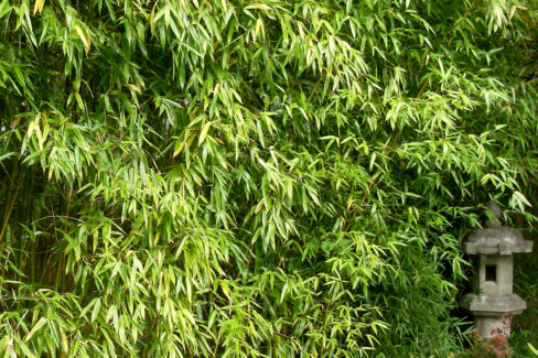 riesenbambus-pflanzen