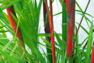 roter-bambus-pflanzen