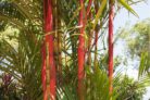 roter-bambus-rhizomsperre