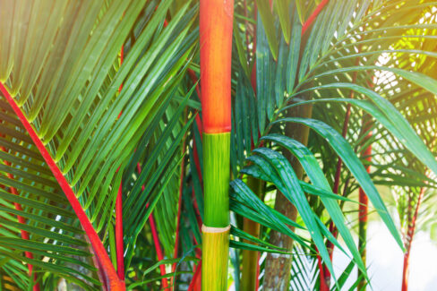 roter-bambus-winterhart