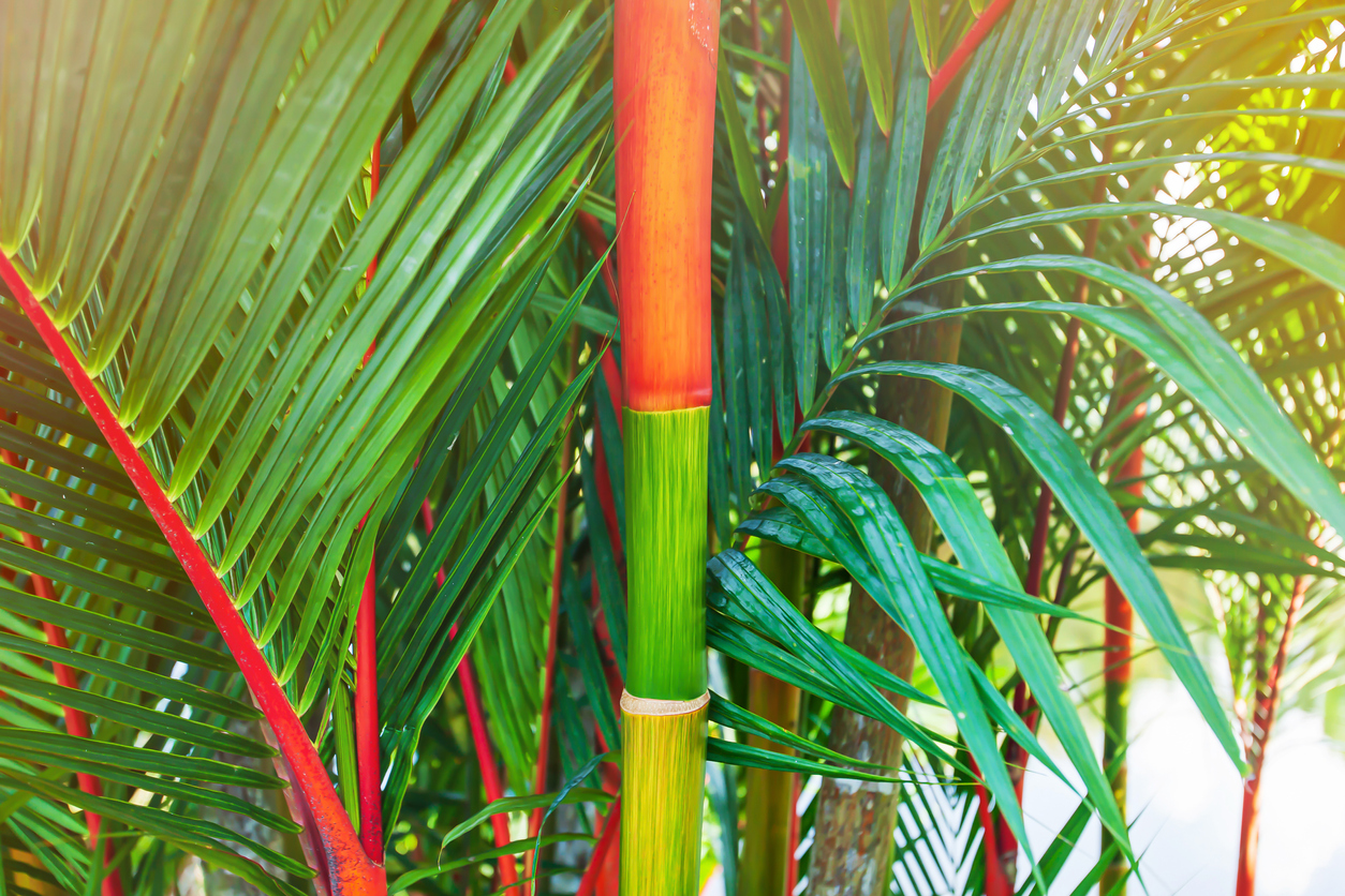 Winterharter Bambus Topf Bloomique Fargesia 'Red Dragon'  Roter Bambus,  Nicht Ausbreitend, Winterhart, 5070 Cm Hoch