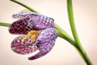 schachbrettblume-als-zimmerpflanze