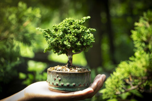 scheinzypresse-bonsai