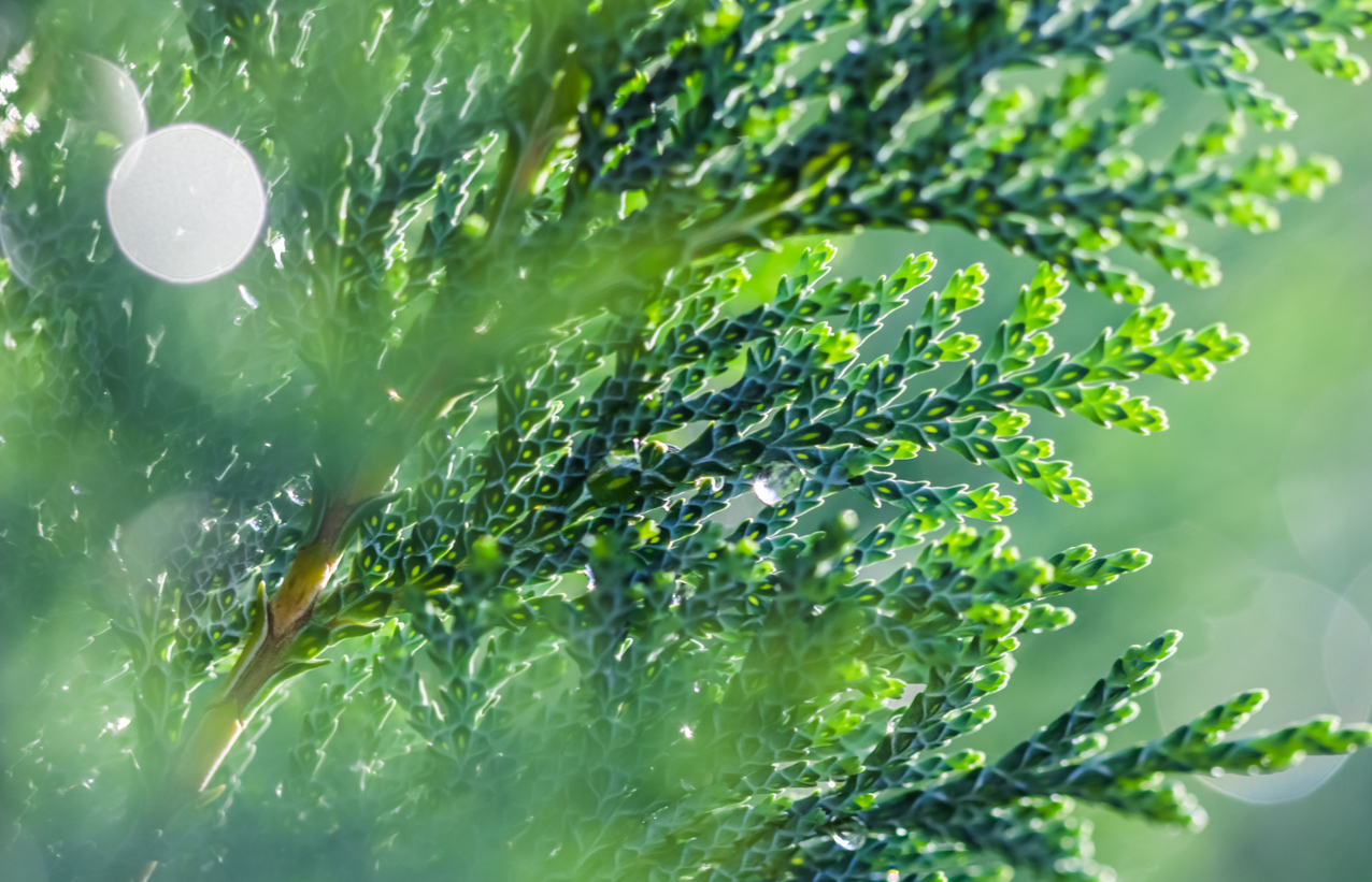 Scheinzypresse oder Thuja An diesen Merkmalen unterscheiden Sie sie