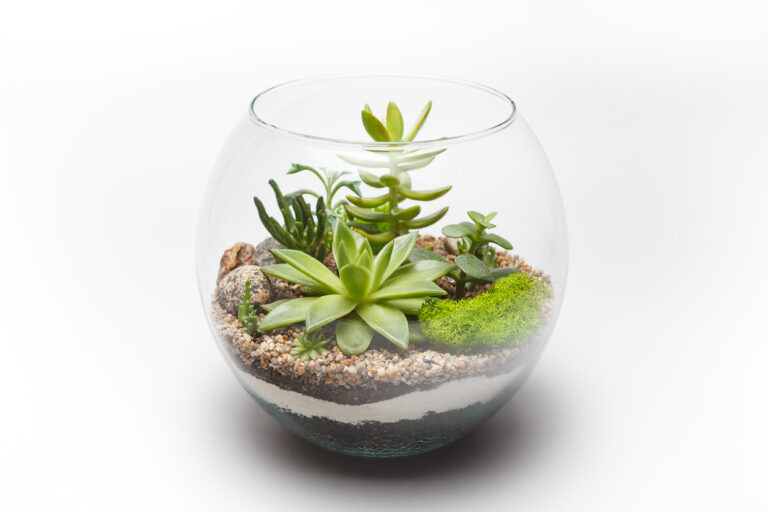 Sukkulenten im Glas Tipps und Kurzanleitung