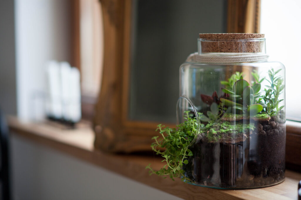 Sukkulenten im Glas Tipps und Kurzanleitung
