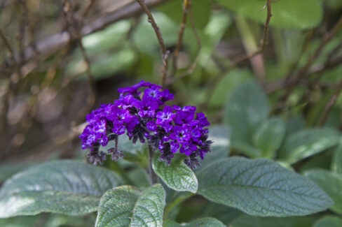 vanilleblume-ueberwintern-zurueckschneiden