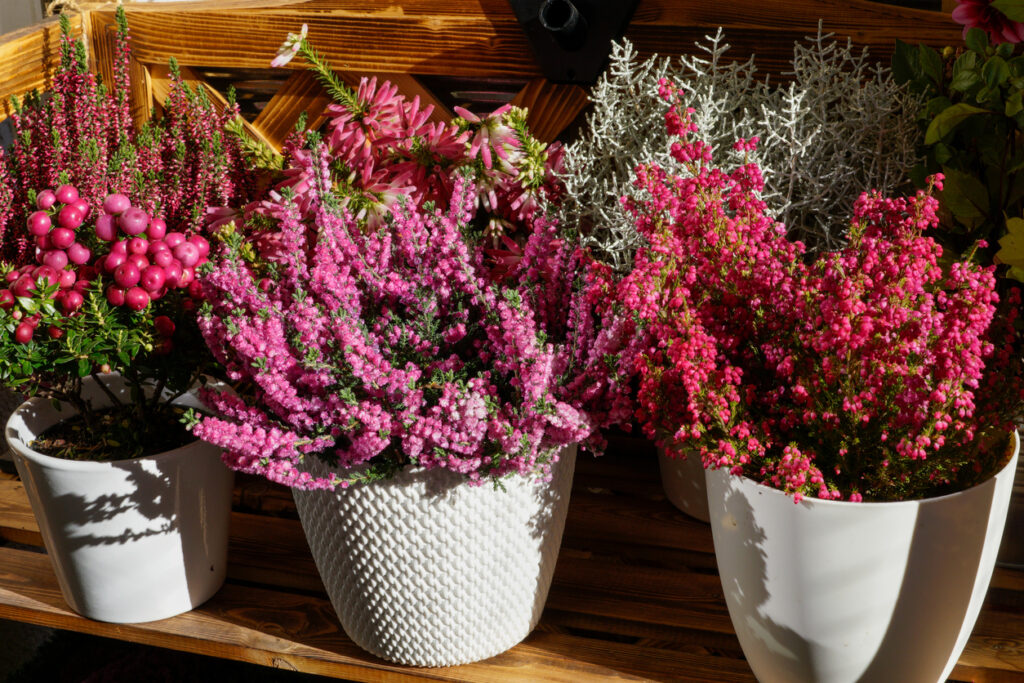 Winterheide schneiden Wann ist die beste Zeit dafür?