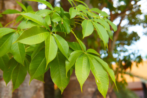 affenbrotbaum-vermehren