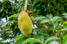 affenbrotbaum-zimmerpflanze
