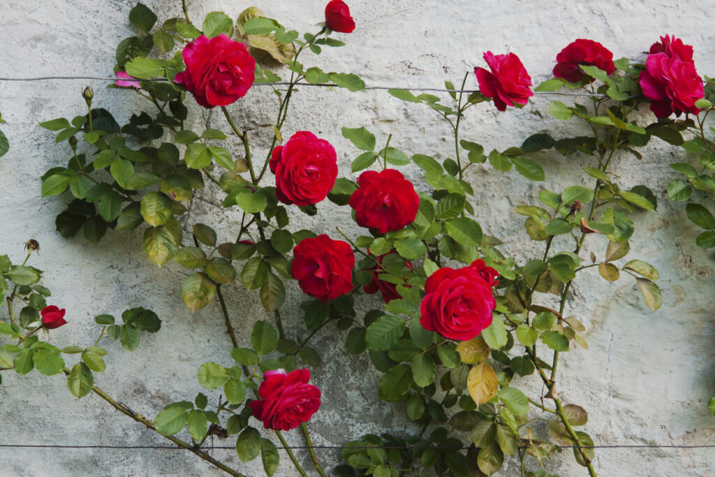 Kletterrose auf dem Balkon pflanzen Die besten Tipps