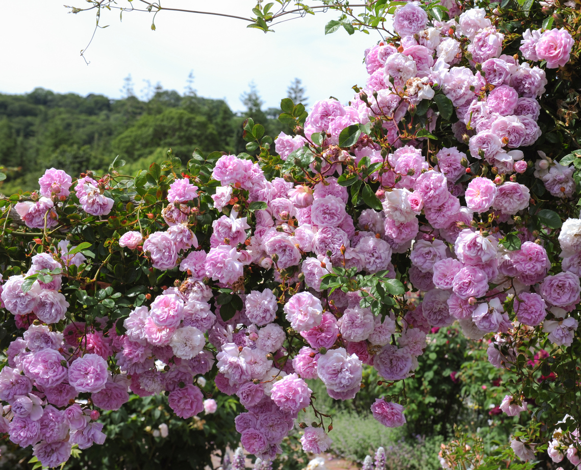 Ist die Kletterrose winterhart? Hier lernen Sie die Pflanze kennen.