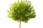 kugelbaum-umpflanzen