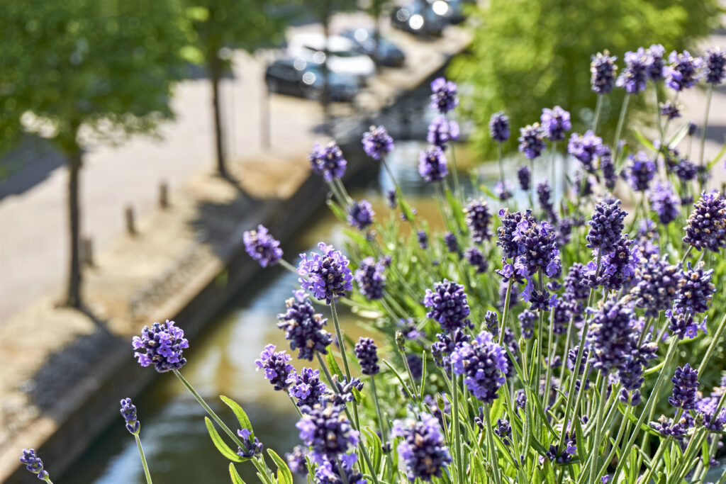Lavendel im Kiesbeet halten So geht's