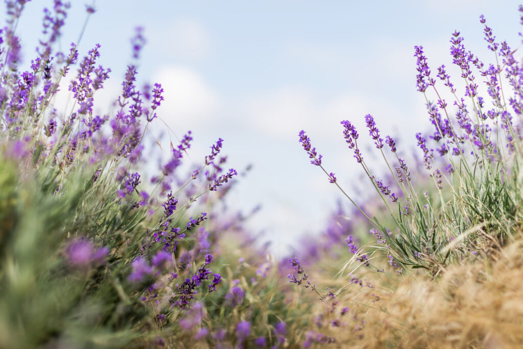 Lavendel düngen Wann ist das notwendig?