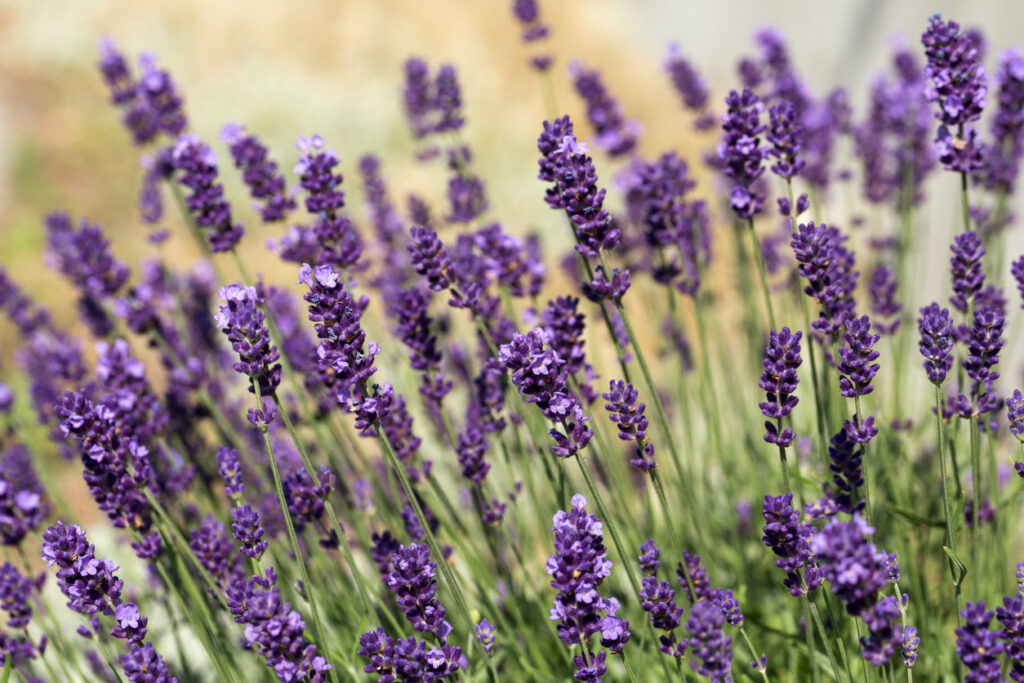 51+ Wie Oft Blüht Lavendel, Wann und wie oft blüht lavendel?
