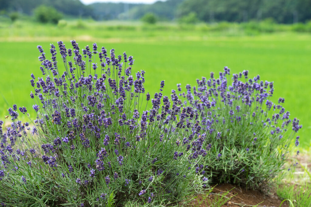 Lavendel düngen Wann ist das notwendig?