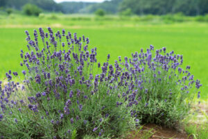 Lavendel düngen Wann ist das notwendig?