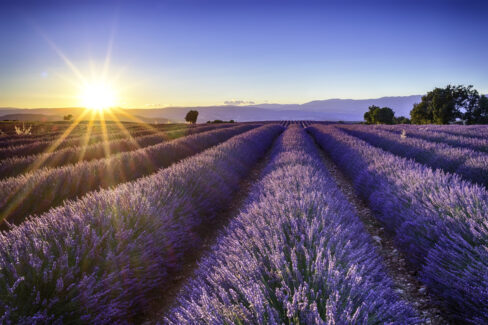 lavendel-herkunft