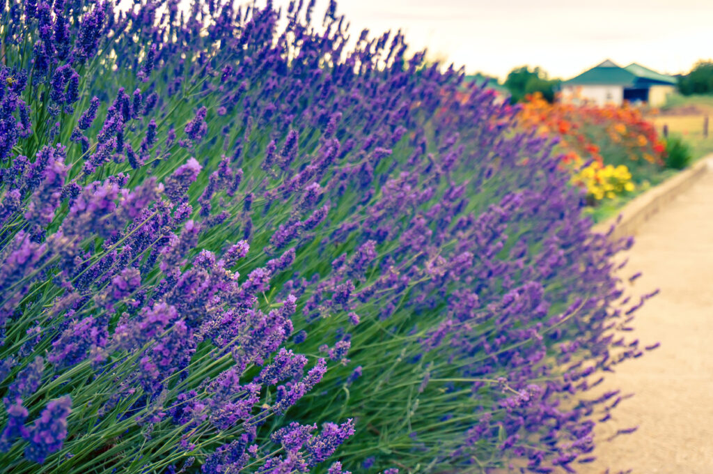 Echter Lavendel So erkennen und unterscheiden Sie die Pflanze