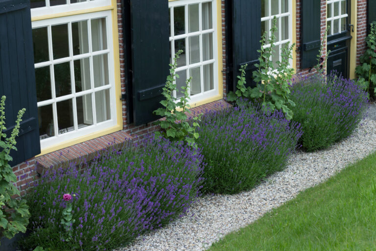 60+ Lavendel Säen Im Topf, In einem topf auf dem balkon stellen,