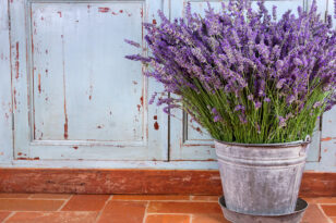 Lavendel gießen So viel Wasser benötigt die Pflanze