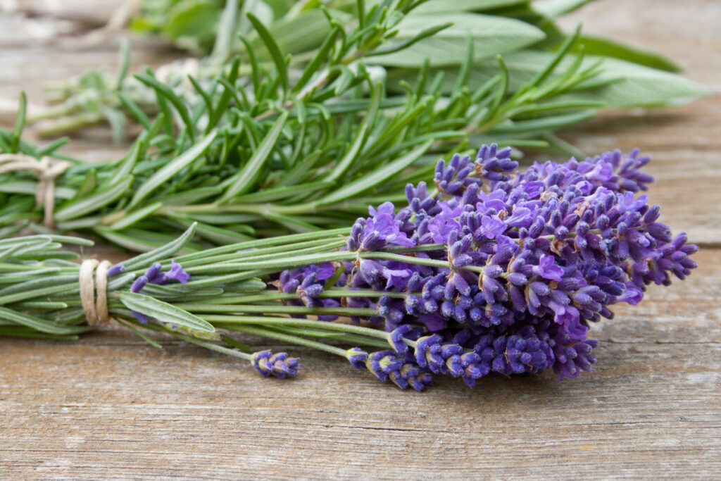 Echter Lavendel So erkennen und unterscheiden Sie die Pflanze