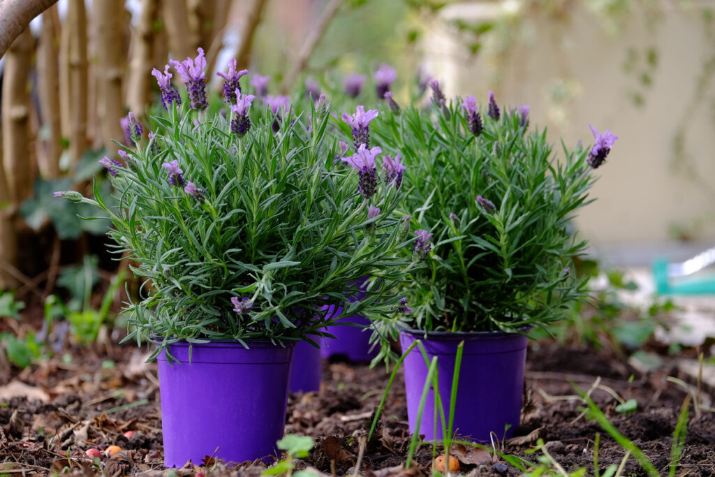 Lavendel säen Tipps und Kurzanleitung