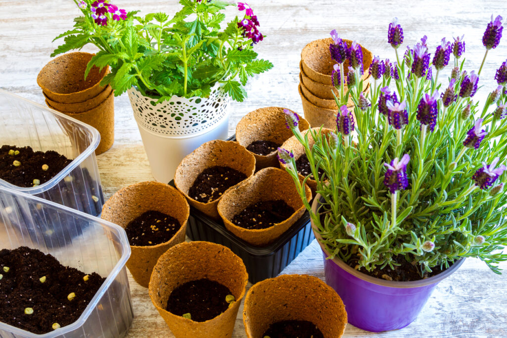 Lavendel säen Tipps und Kurzanleitung