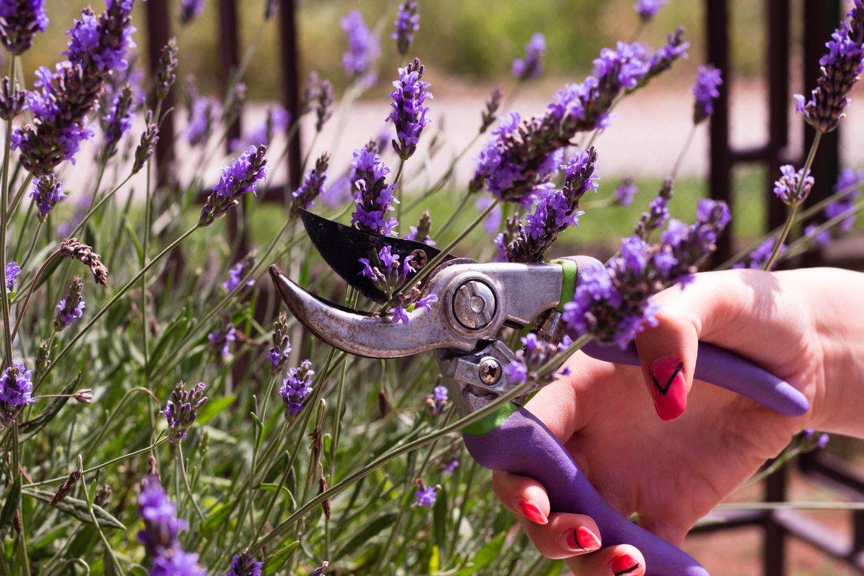Lavendel gießen So viel Wasser benötigt die Pflanze